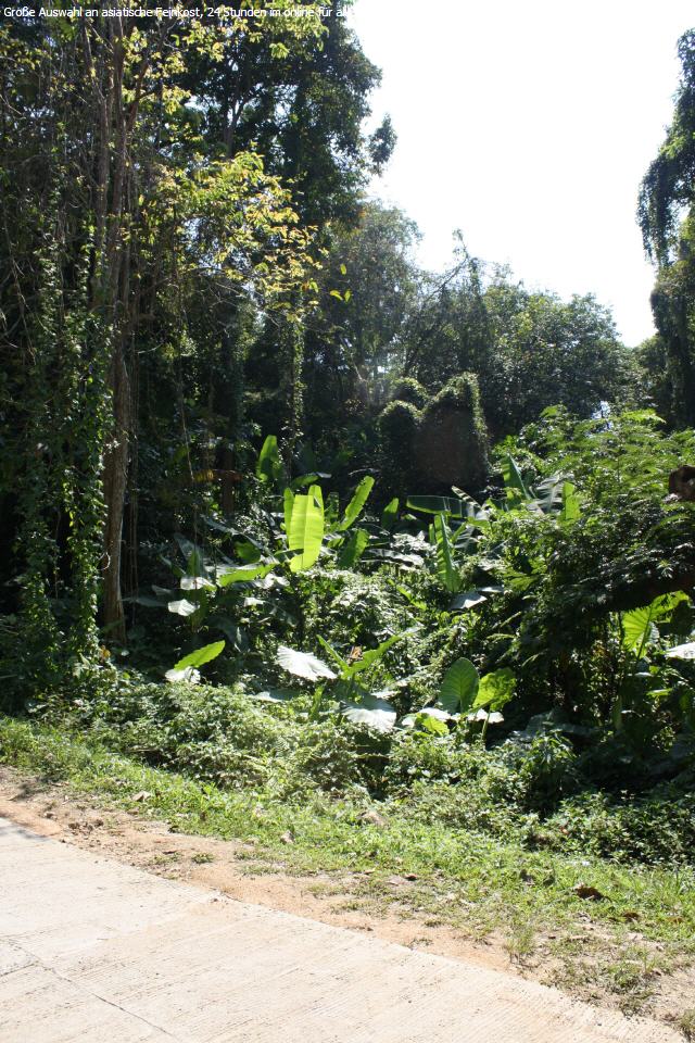 Papaya Reif Kaerk Dam